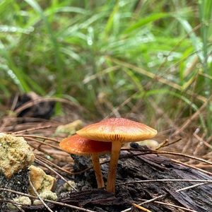 Meet your Posher, Annabelle